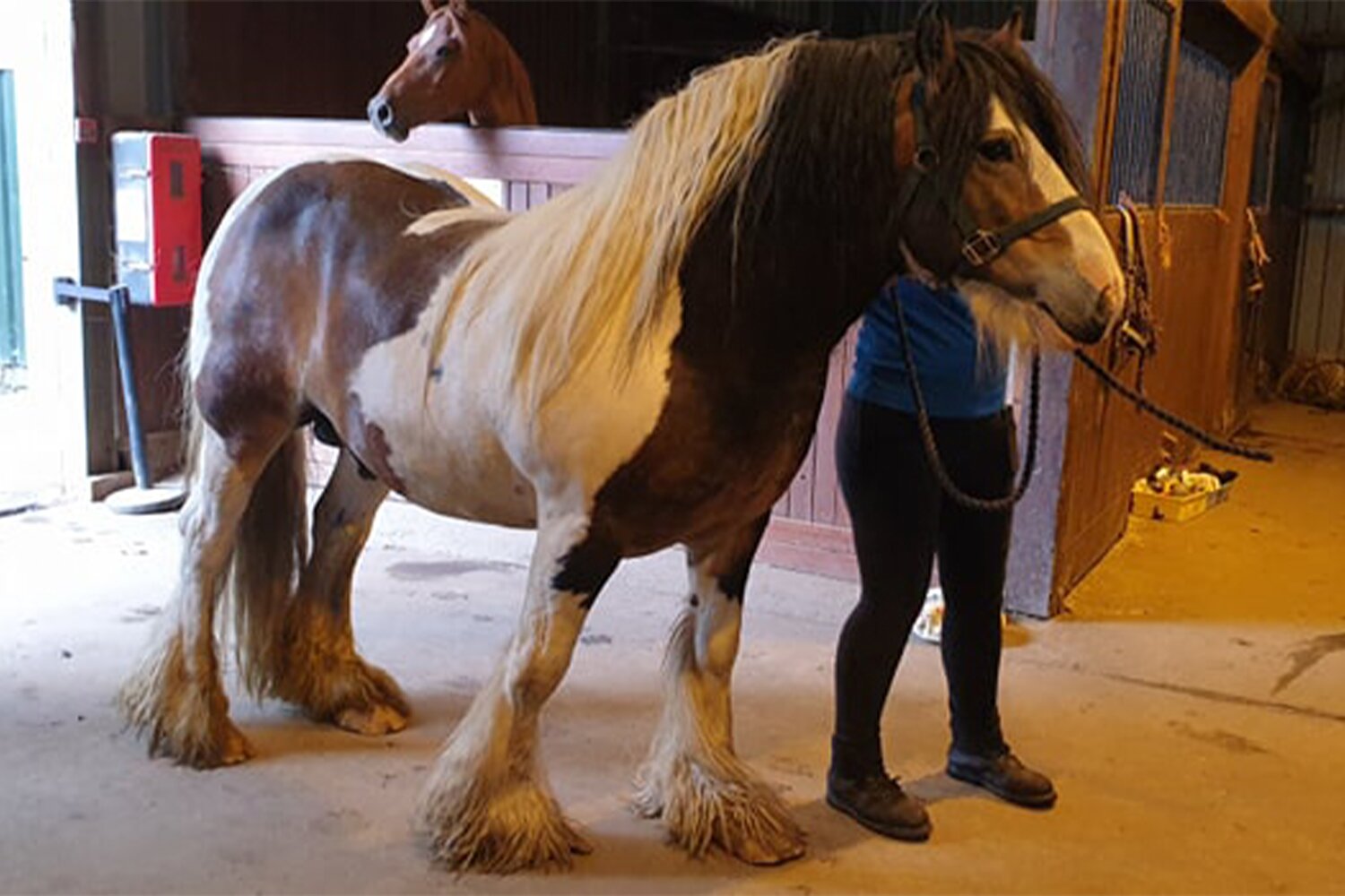 Team effort to help obese ponies face a fitter future