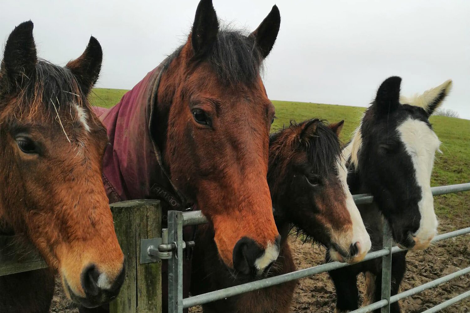Rehoming record smashed