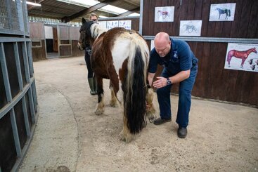 The whole horse approach – how you can help equine health professionals work together to support your horse
