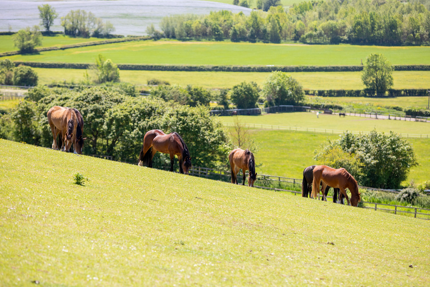 Introducing a new horse to a herd