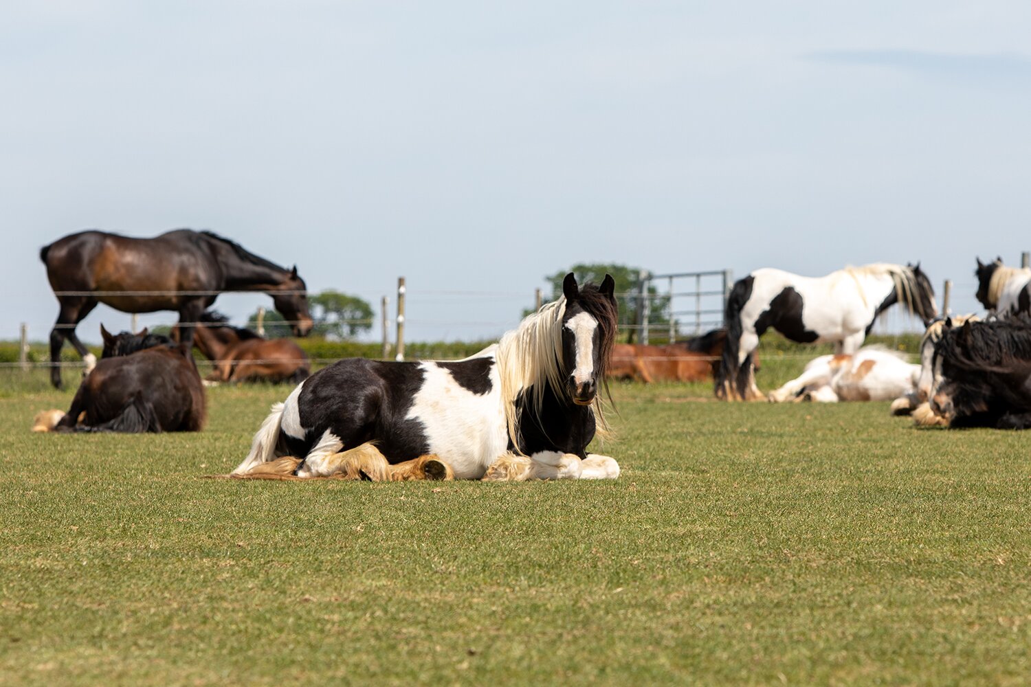 How to manage and care for the older horse