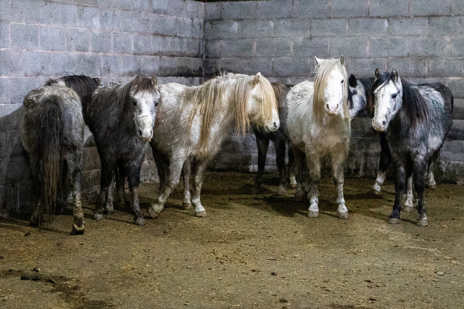 Large number of ponies pose challenge for rescue charities