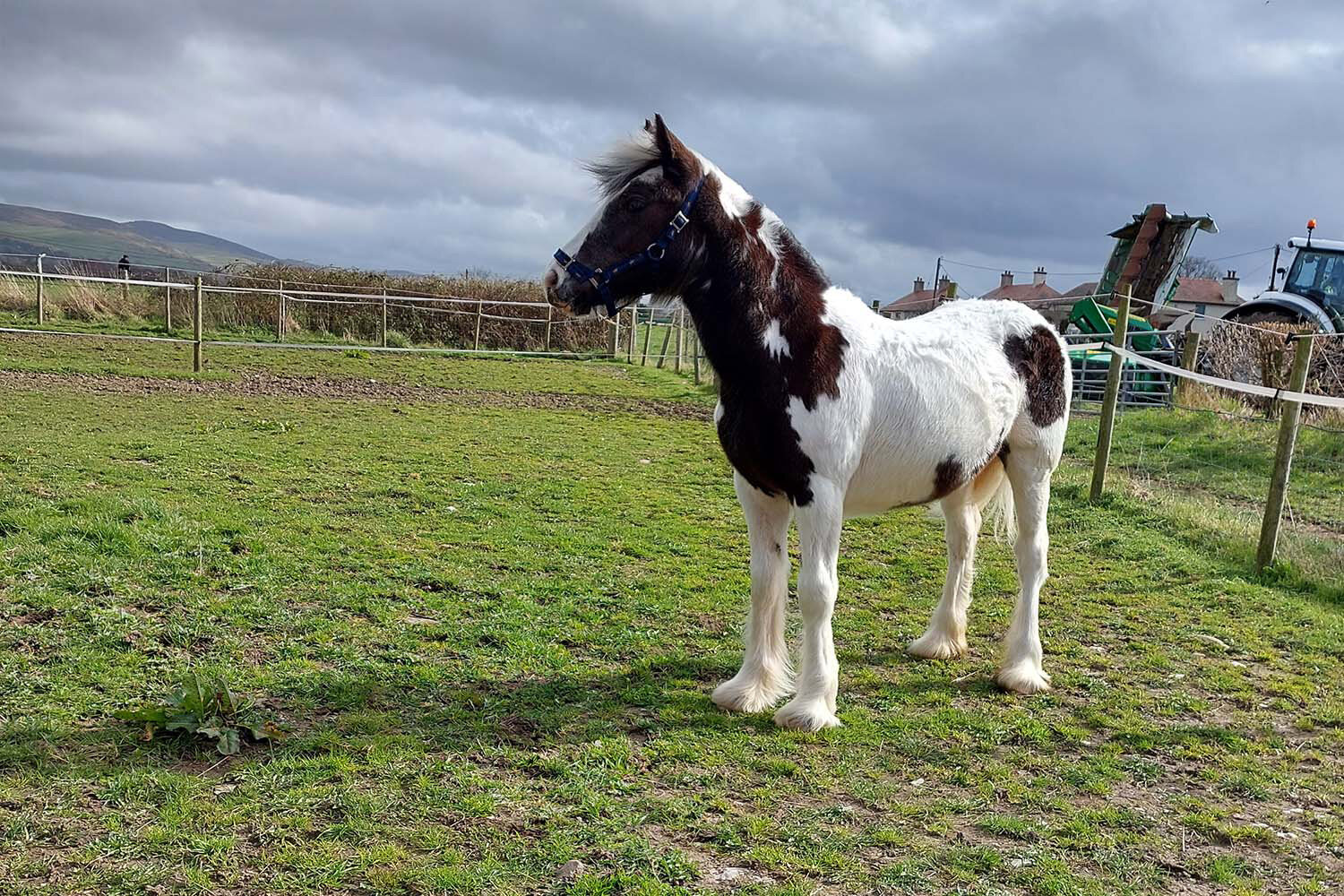 Dumped in a ditch at a day old, Charley is now ready for the world