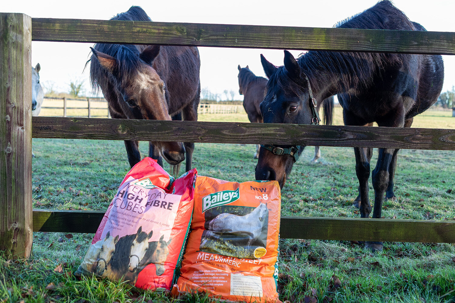 Horses&#8217; recovery helped by Baileys Horse Feeds&#8217; generous support