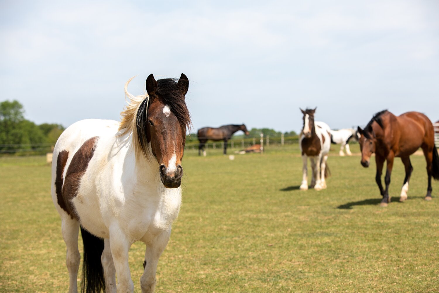 Making an end of life decision for your horse – how to know when it’s time