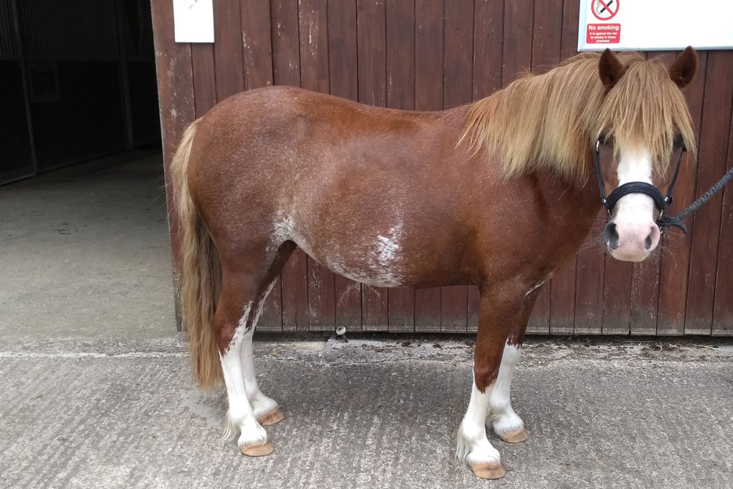 Birth of first foal from rescued ‘smuggled’ Dover 26 horses