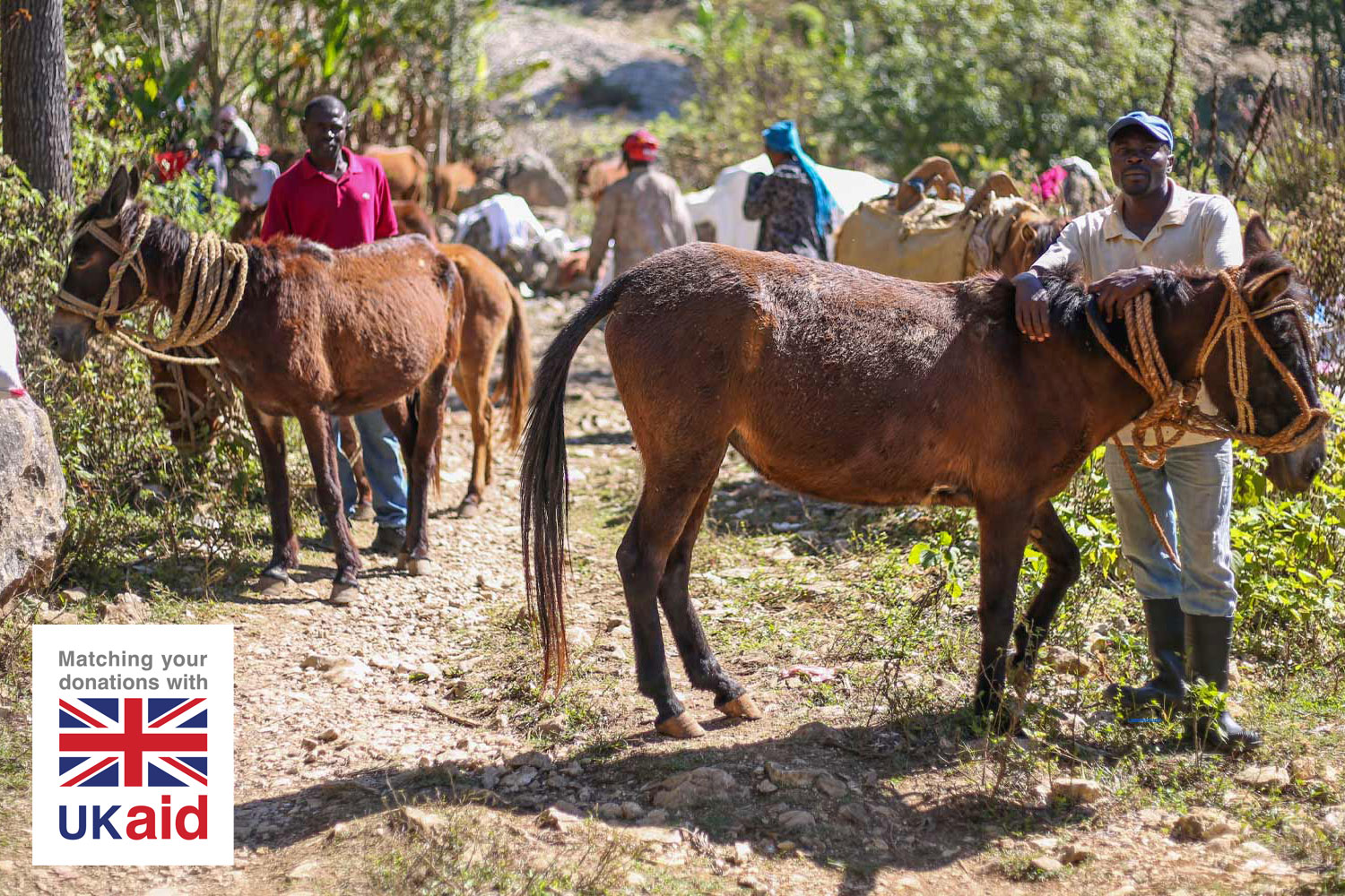 Help for Haitian horses, mules and donkeys and their owners