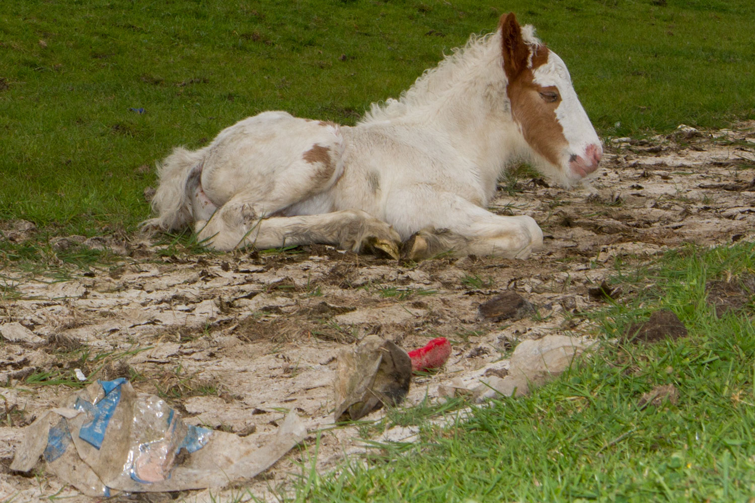 Horse running in a field