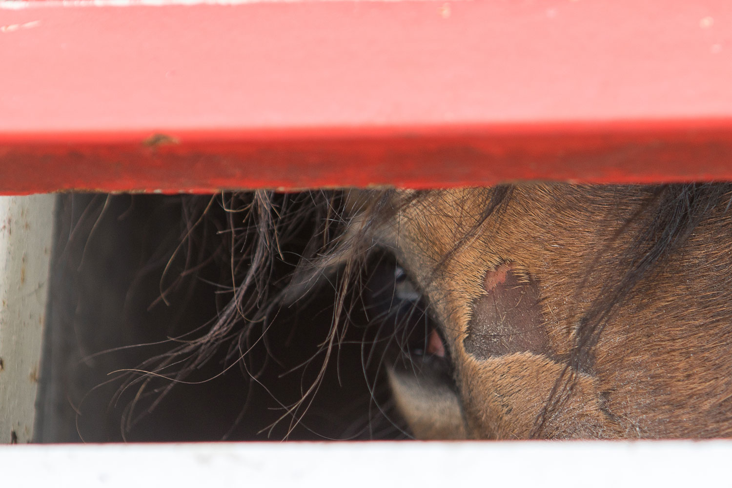 &#8216;Once-in-a-generation&#8217; chance for horse welfare across Europe