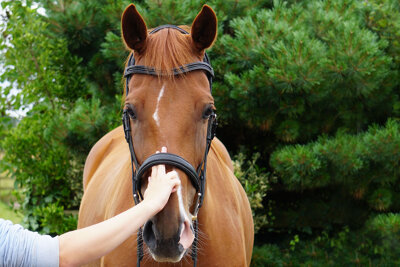 Bridles: how to choose and fit them correctly