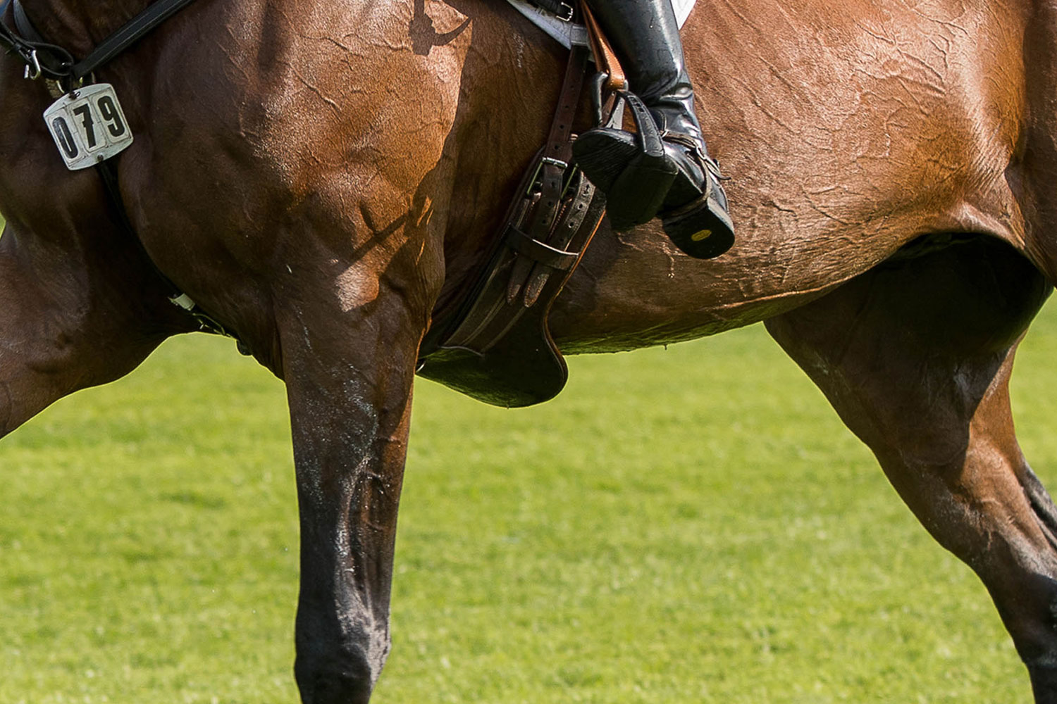 Sector leaders discuss involvement of horses in sport