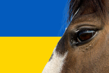 UK equine veterinary aid making an impact in Ukraine