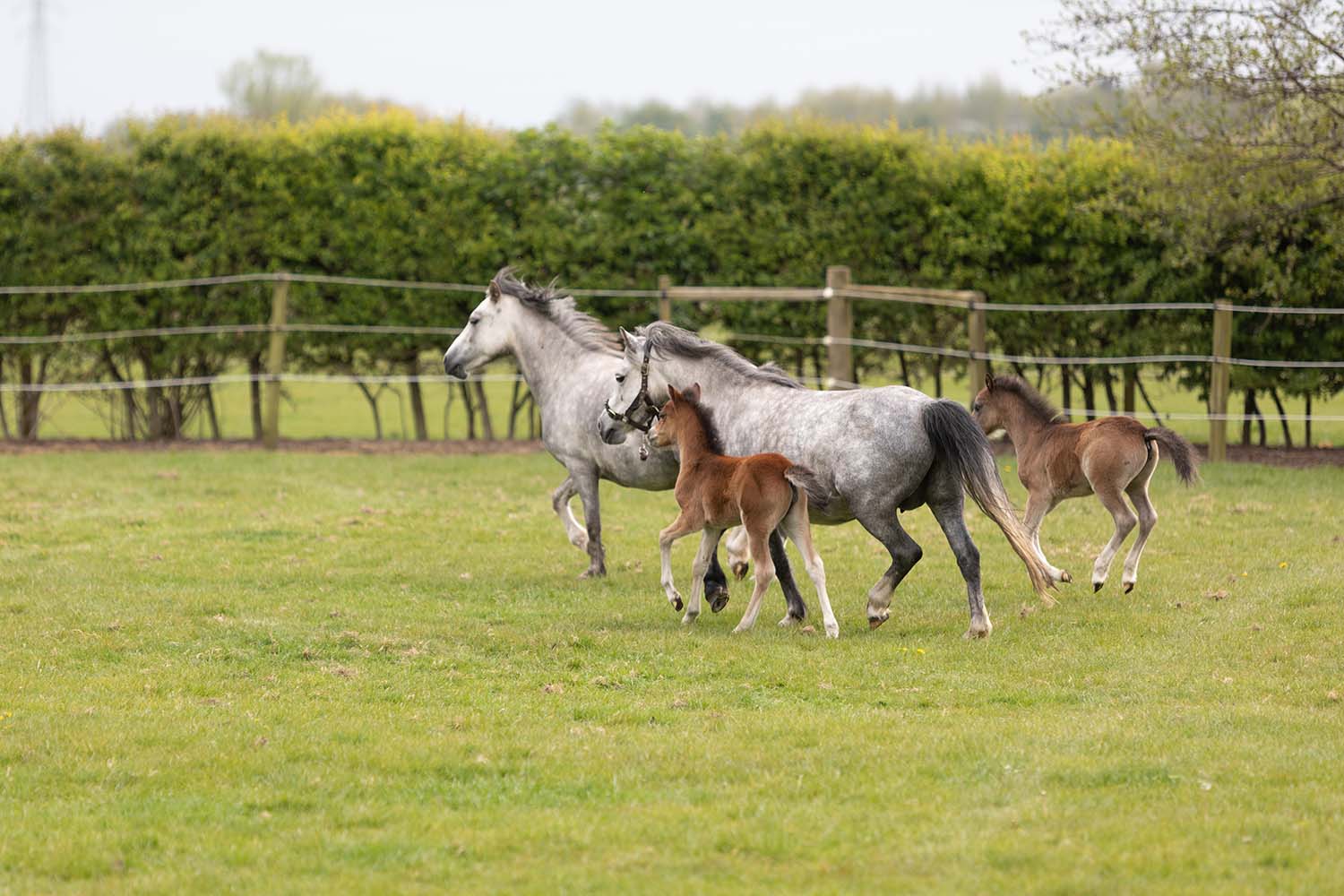 Happy 21st birthday to Penny Farm