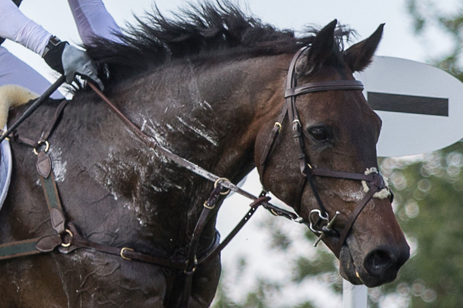 Birth of first foal from rescued ‘smuggled’ Dover 26 horses