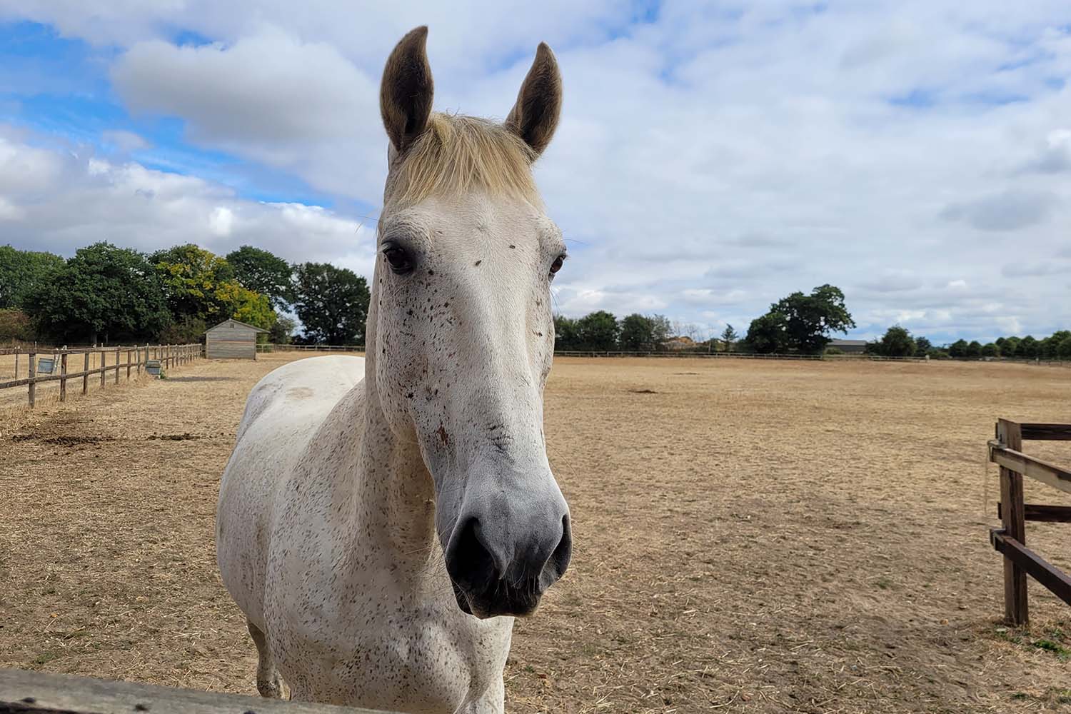 Birth of first foal from rescued ‘smuggled’ Dover 26 horses