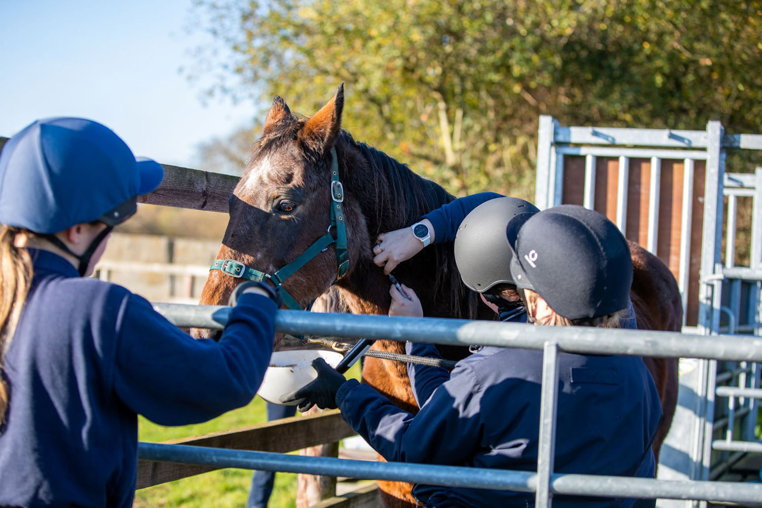 Birth of first foal from rescued ‘smuggled’ Dover 26 horses