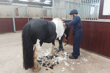 Clipping to help overweight horses and ponies lose weight