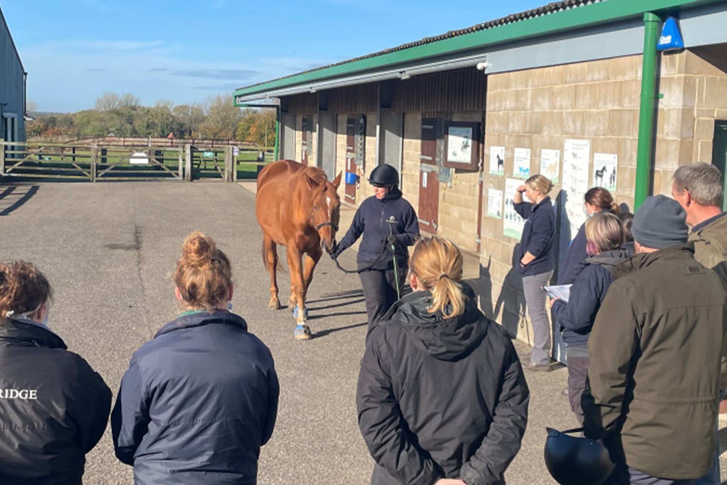Webinar: Myth busting: Is my horse being a pain or in pain?