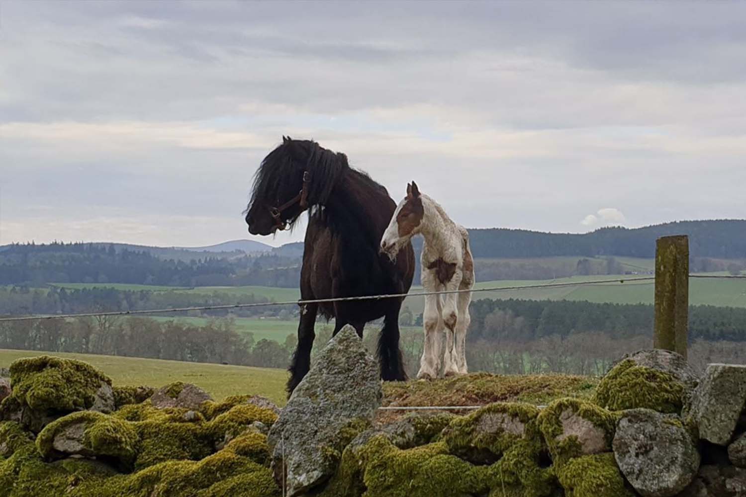 Movement for Good Award for ground-breaking horse owner support project