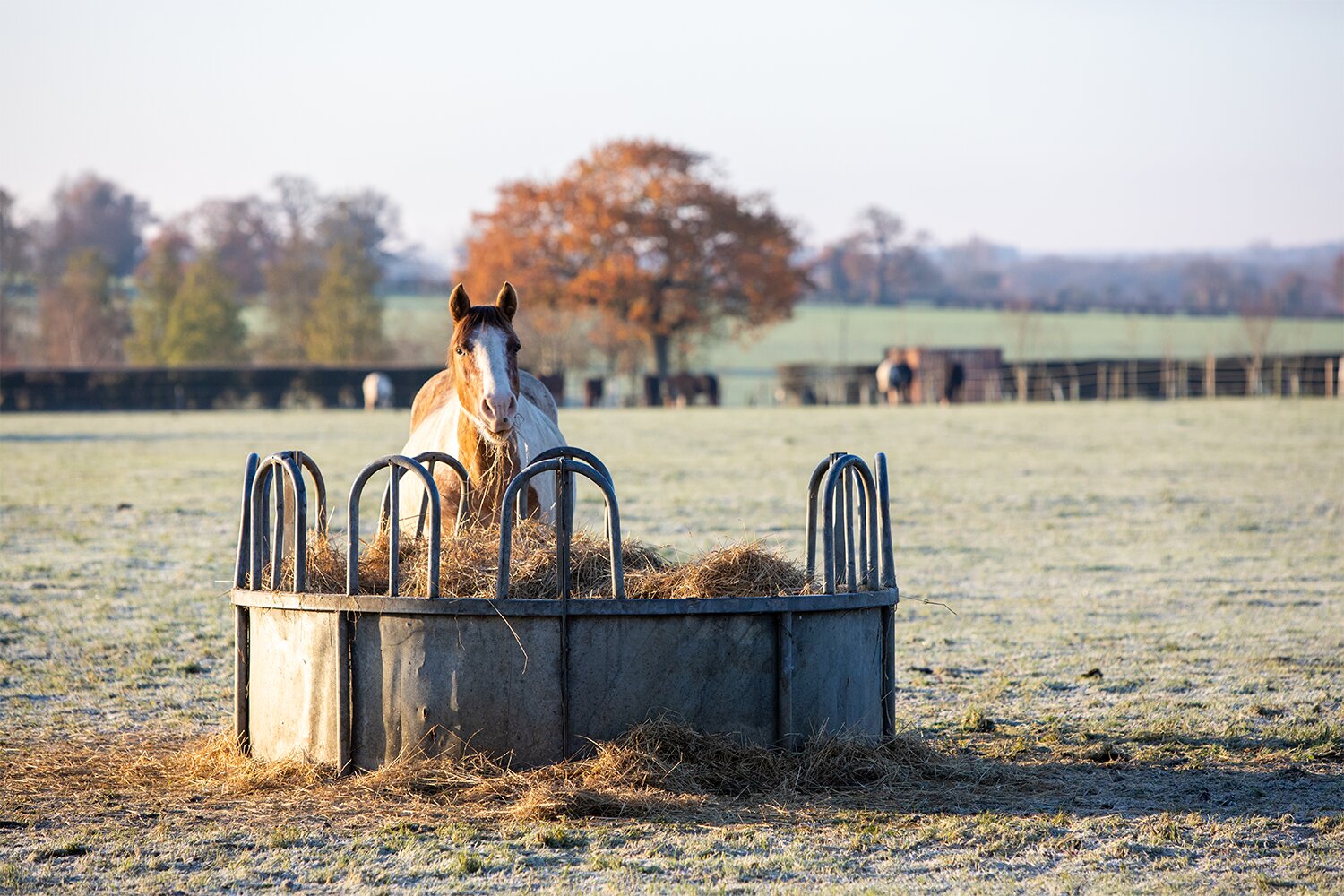 A timely Welfare Wednesday Webinar topic to greet the New Year: Cutting costs, not care