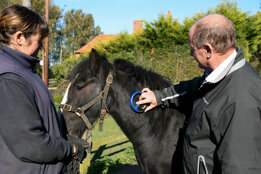 image of a horse
