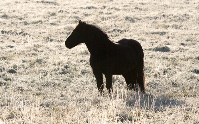 Horse stood in an icy grass field