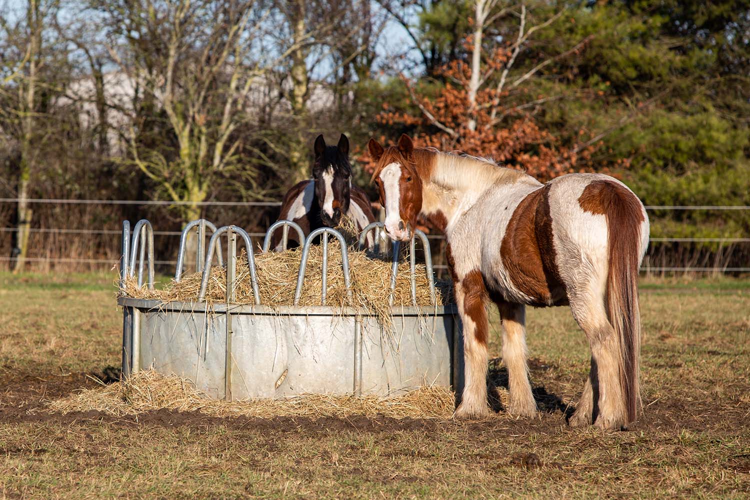 Birth of first foal from rescued ‘smuggled’ Dover 26 horses