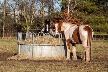 Promoting positive equine wellbeing and behaviour through diet