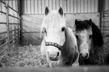Why do horses come into our care? Is that the only successful outcome of a case?