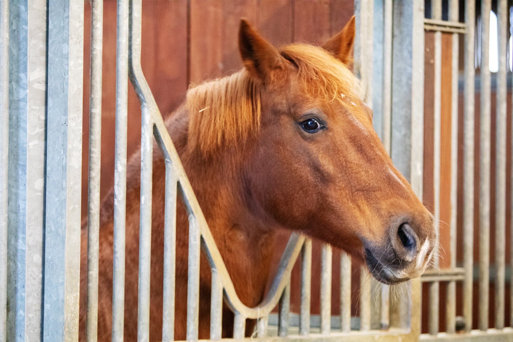 Webinar: Equine behaviour and wellbeing through management