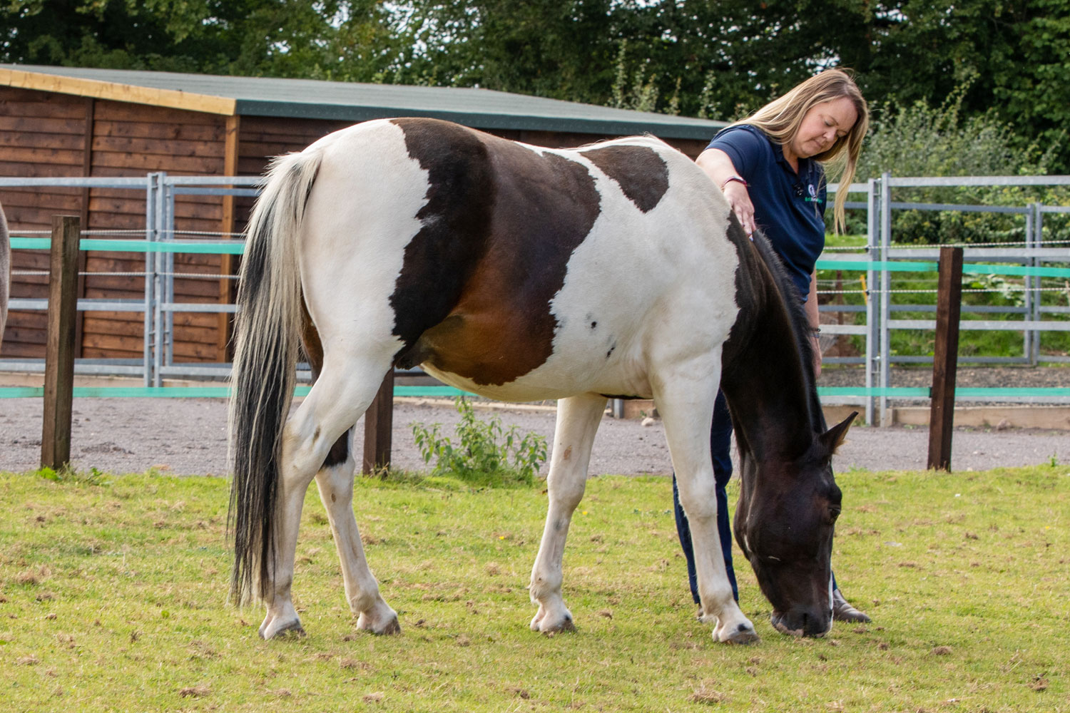 Birth of first foal from rescued ‘smuggled’ Dover 26 horses