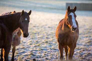 Coughing and hacking: Exploring equine respiratory issues