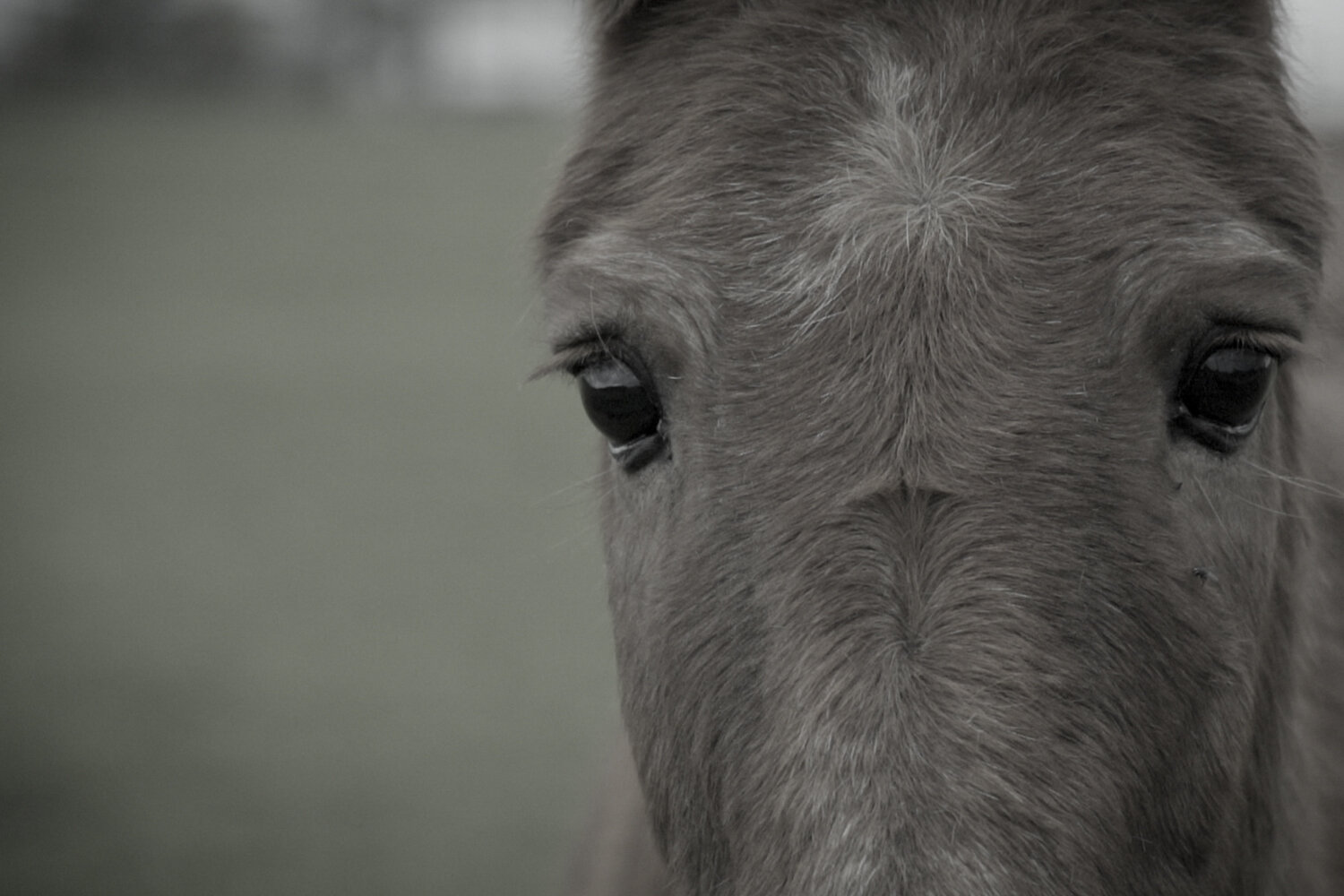 Birth of first foal from rescued ‘smuggled’ Dover 26 horses