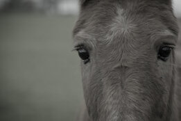 image of a horse