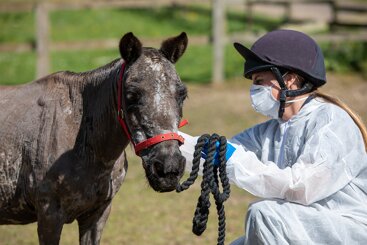 Equine strangles – exploring the realities of this common disease
