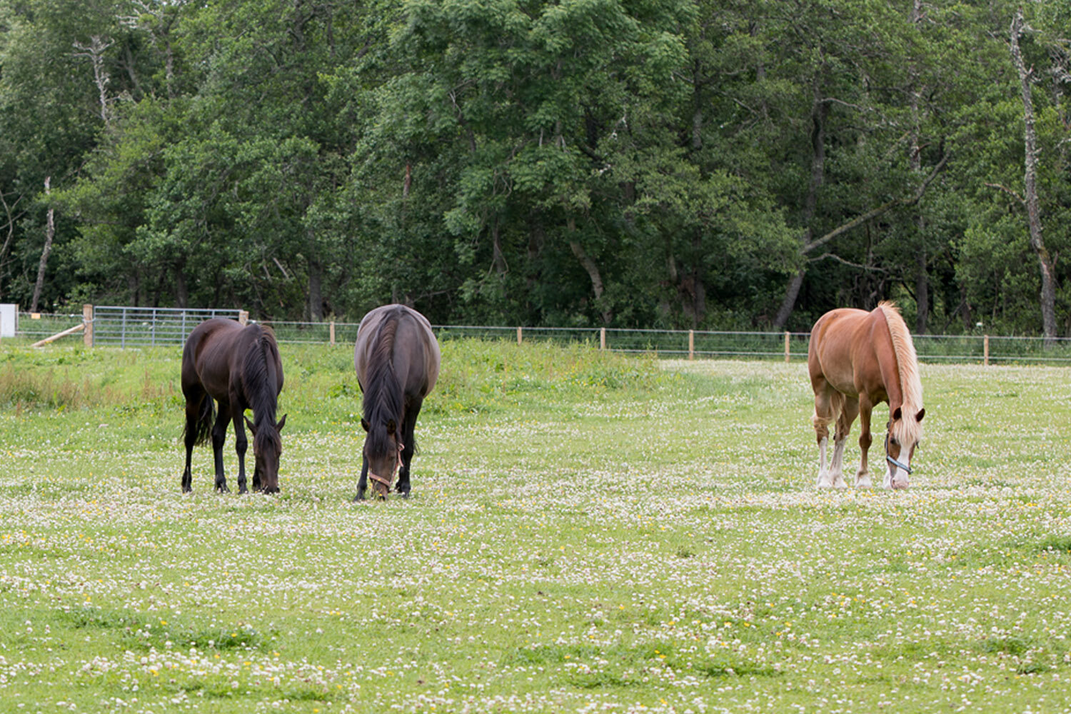 Horse management essentials