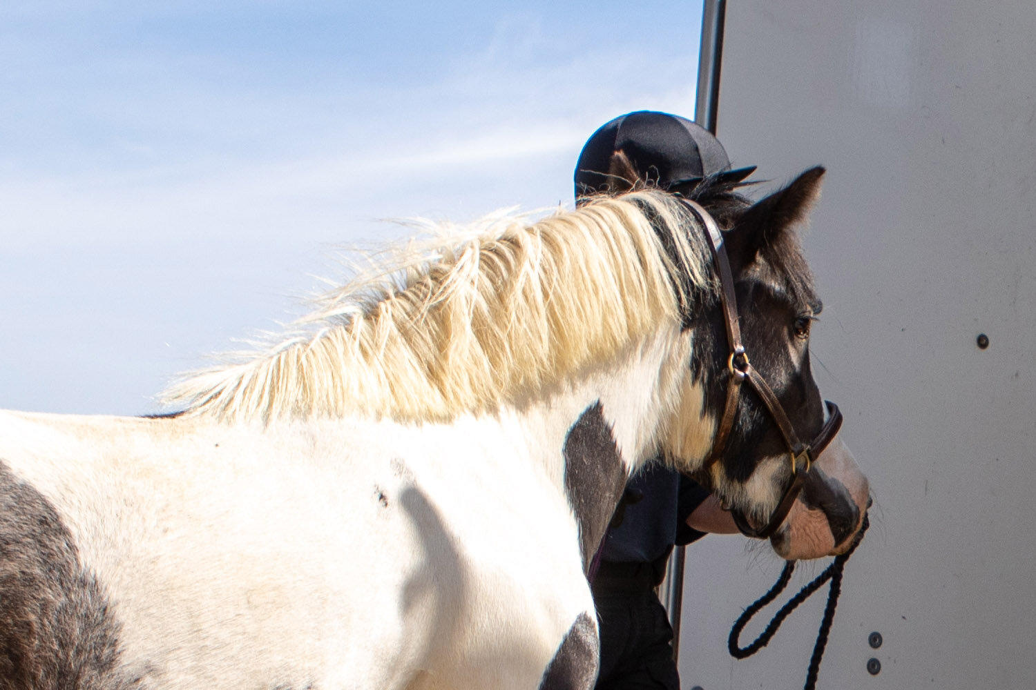 Travelling safely: is your horse fit to travel?
