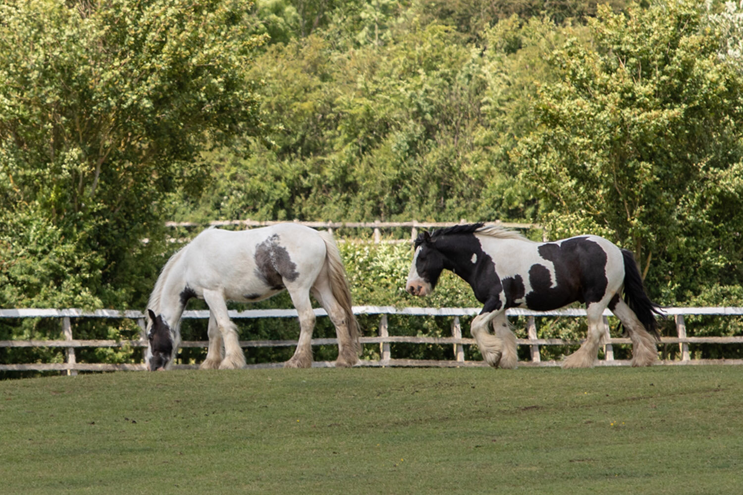 The 3Fs &#8211; Friends, forage and freedom