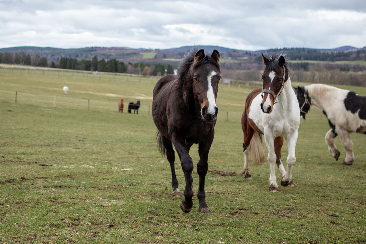 How to support equine mental wellbeing