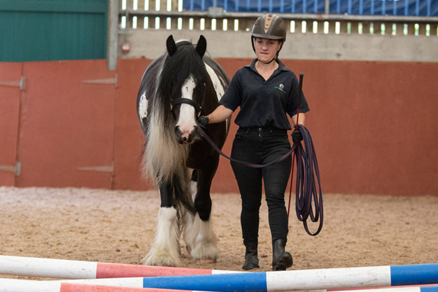 Training: how do horses learn?