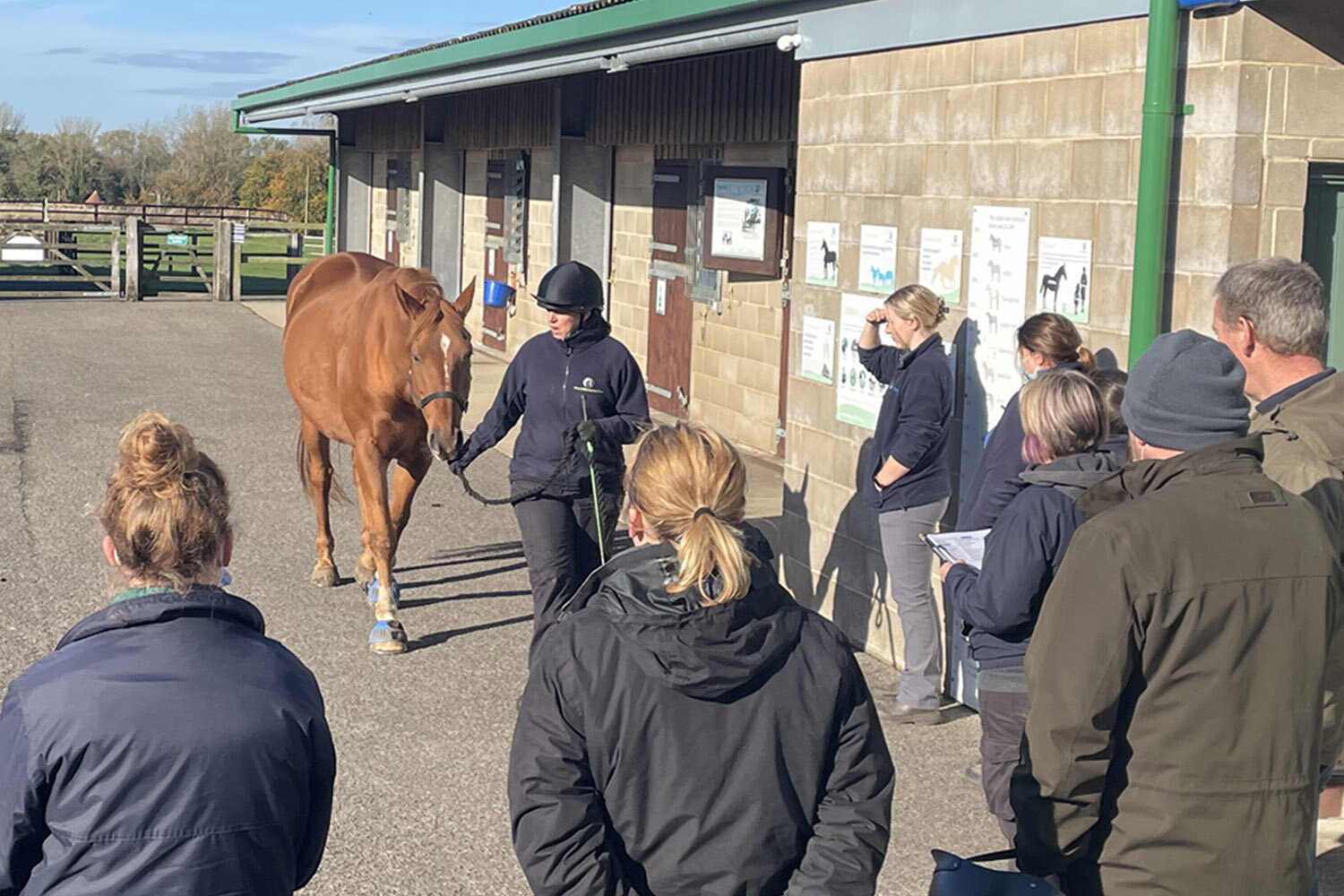 Horse health essentials