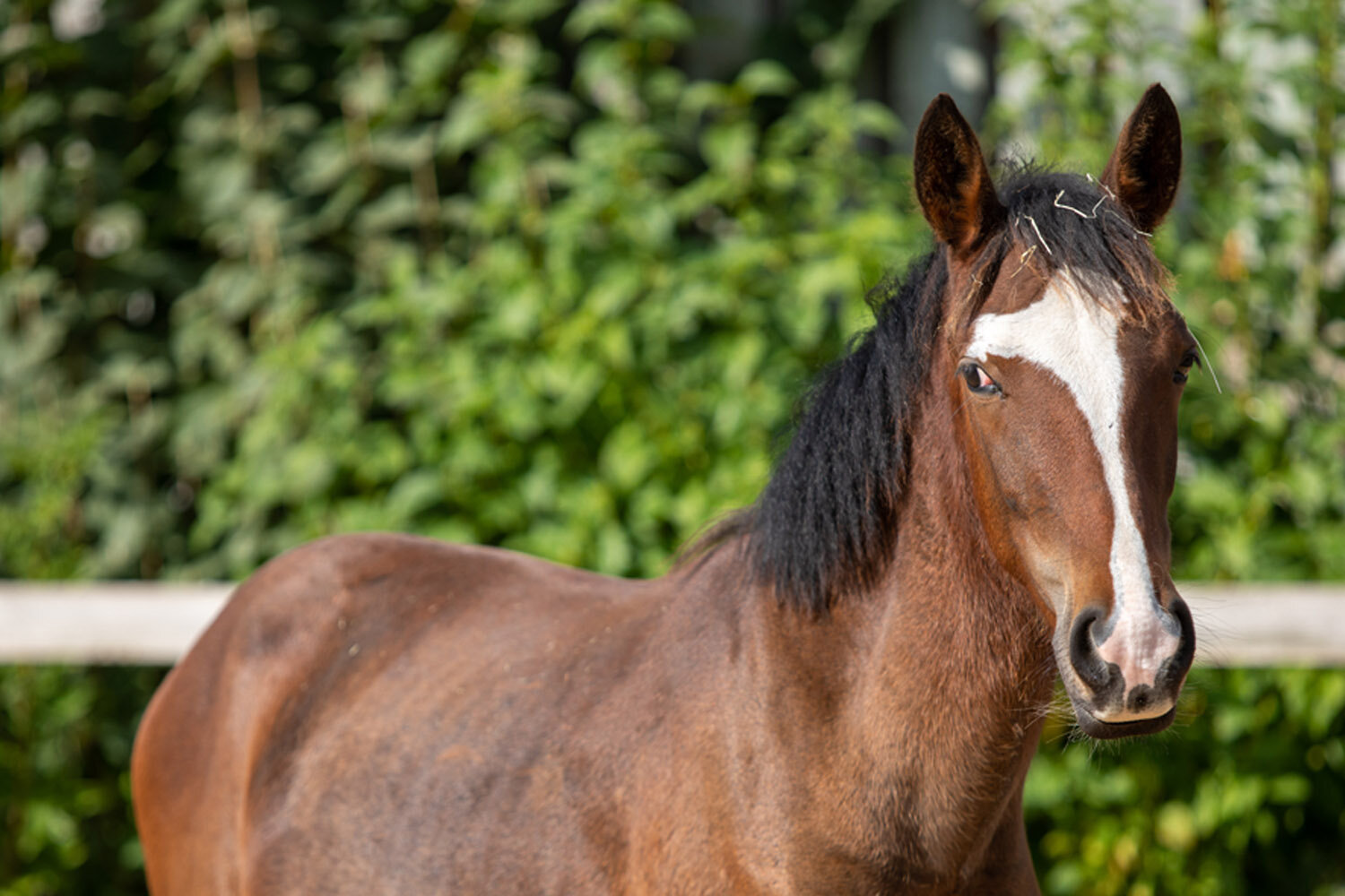 Behaviour checklist: Is your horse trying to tell you something?