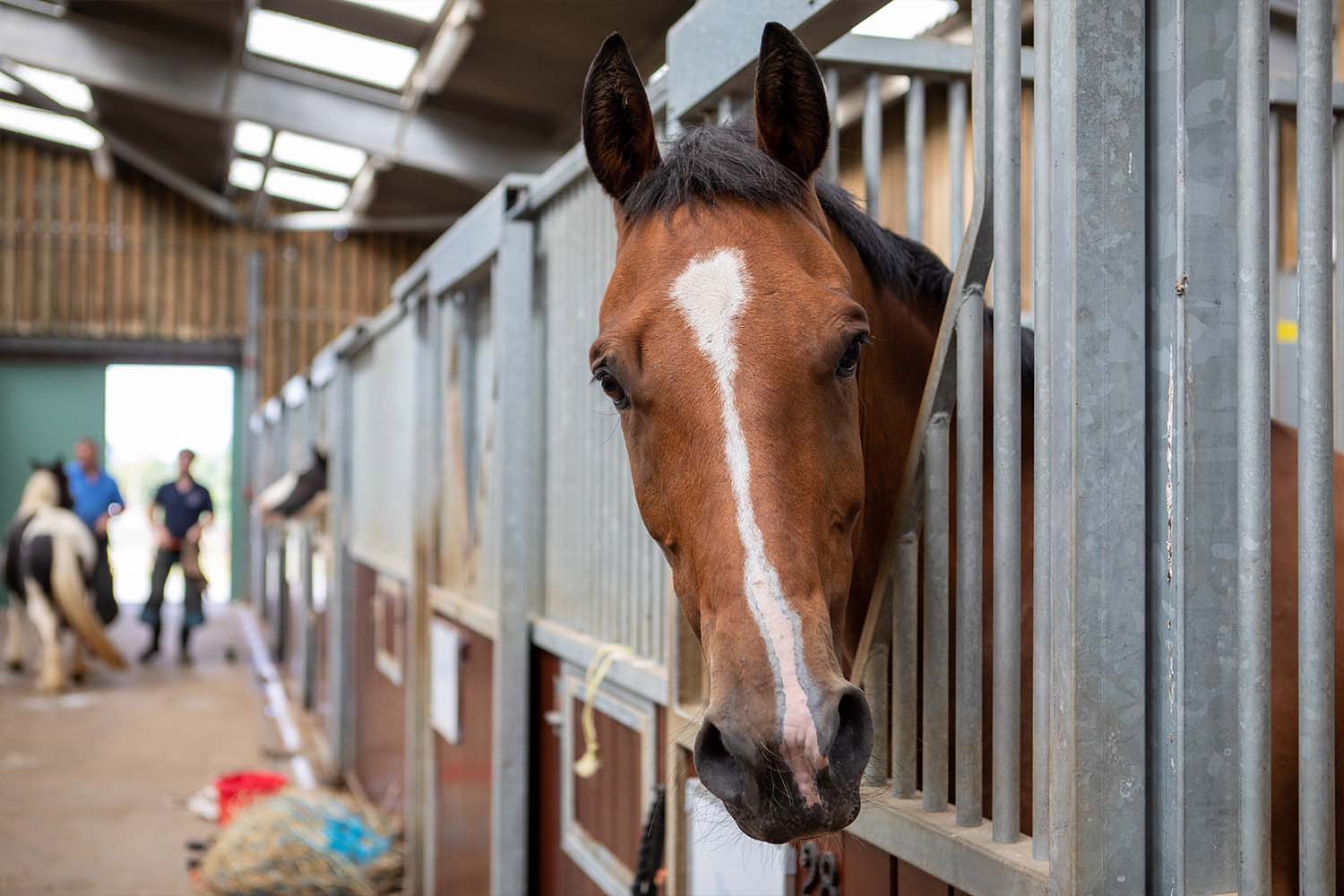 Horse care firm Carr &#038; Day &#038; Martin announce corporate partnership with World Horse Welfare