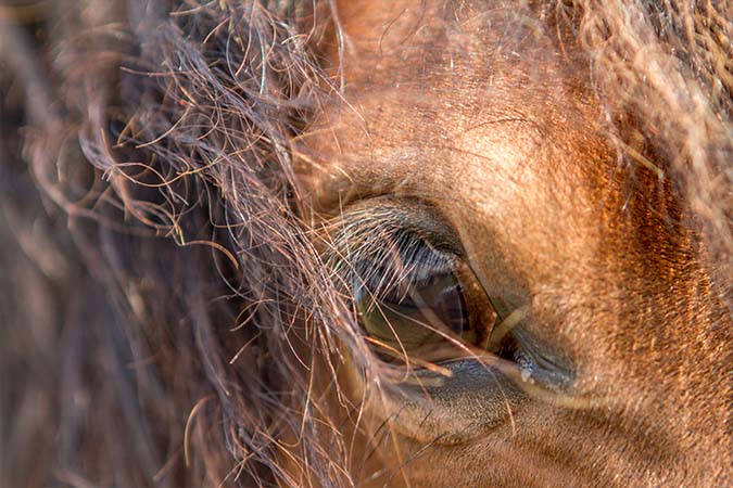 Effect of Cost-of-Living Crisis on horse keepers.