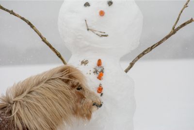 shetland pony nuzzling up to a snowman