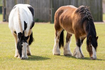 No gut, no horse? Why gut bugs are essential for optimum health and behaviour