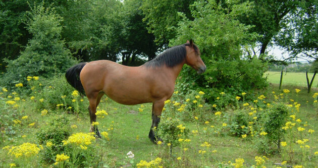 Horse stood in field of yellow flowers
