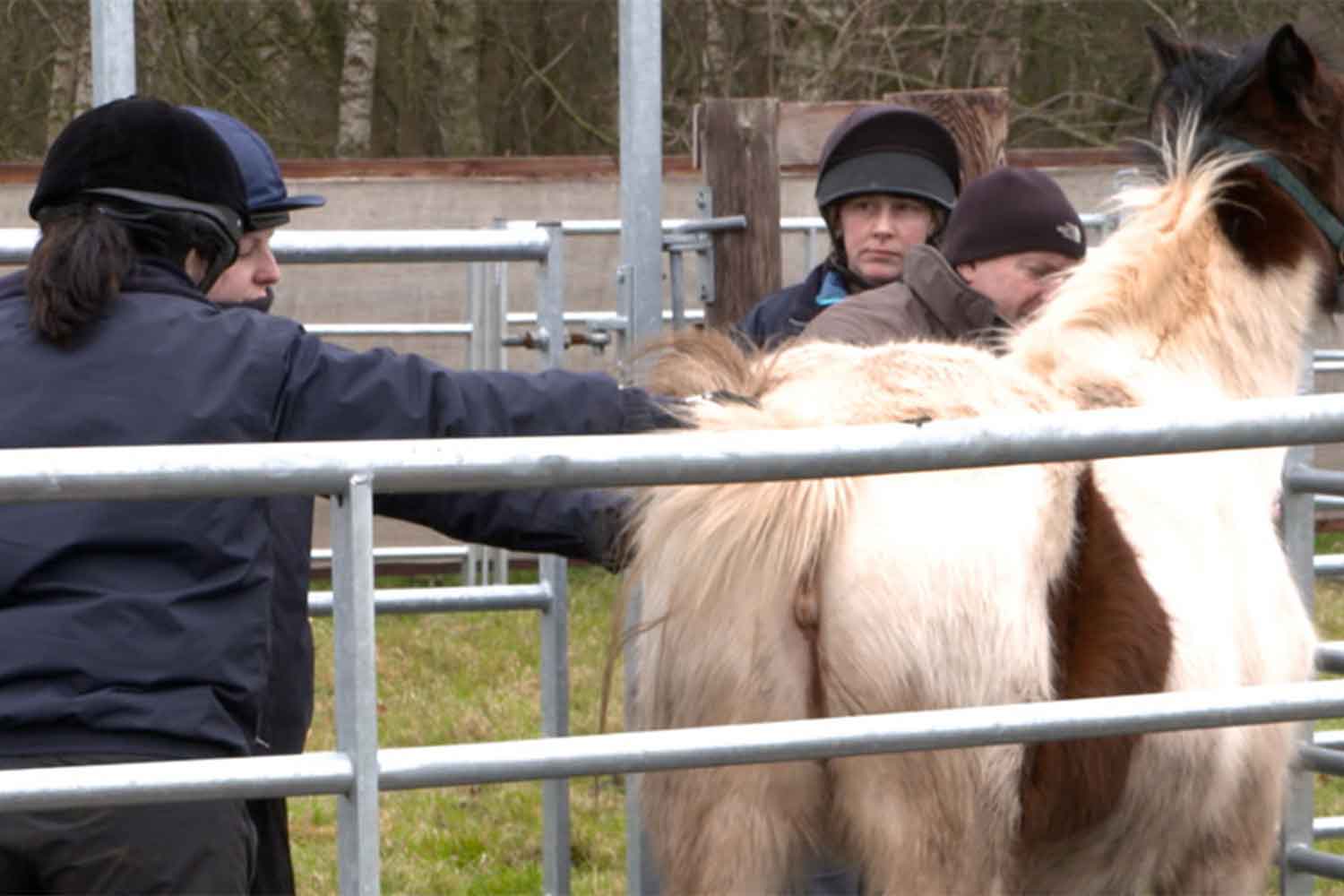 How to restrain horses appropriately