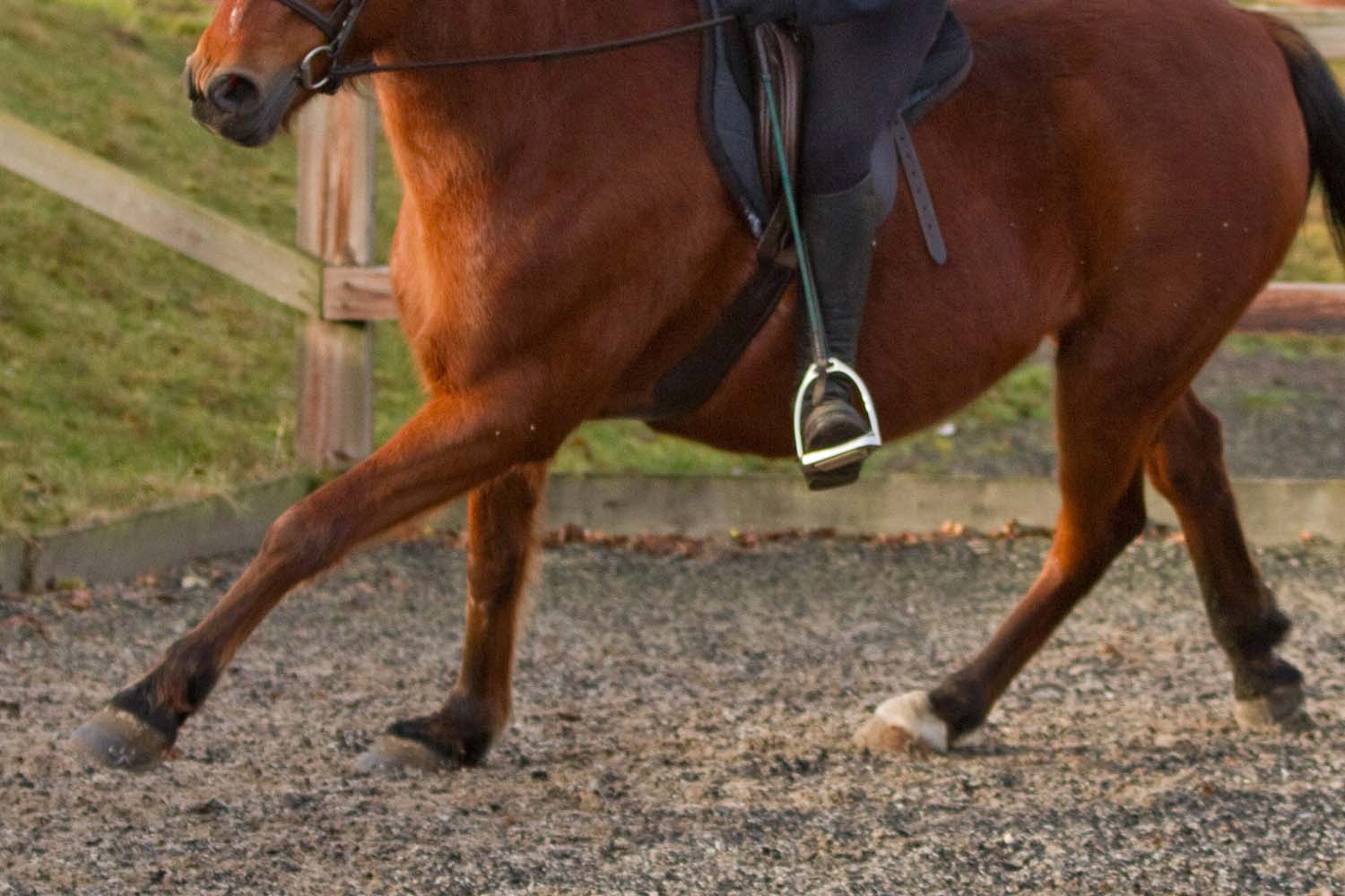 Birth of first foal from rescued ‘smuggled’ Dover 26 horses