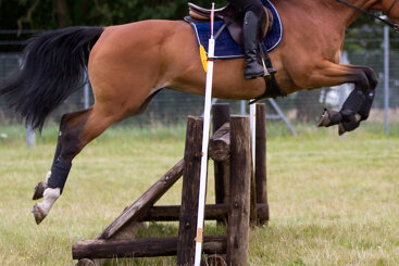 Managing arthritic changes in ridden horses